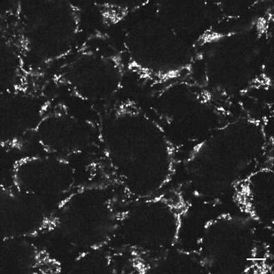 Cell line media
