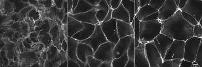 Cell line media