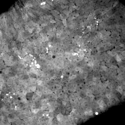 Cell line media
